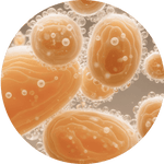 Bacillus Ferment